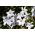 Ipheion - Ifejon - Alberto Castillo - 10 szt.