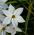 Ipheion - Ifejon - Alberto Castillo - 10 szt.