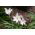 Ipheion - Ifejon - Charlotte Bishop - 10 szt.
