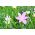 Ipheion - Ifejon - Charlotte Bishop - 10 szt.