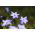 Ipheion - Ifejon - Rolf Fiedler - 10 szt.