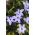 Ipheion - Ifejon - Rolf Fiedler - 10 szt.