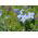 Ipheion - Ifejon - Rolf Fiedler - 10 szt.