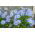 Ipheion - Ifejon - Rolf Fiedler - 10 szt.