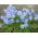 Ipheion - Ifejon - Rolf Fiedler - 10 szt.