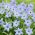 Ipheion - Ifejon - Uniflorum - 10 szt.