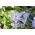 Ipheion - Ifejon - Uniflorum - 10 szt.