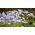 Ipheion - Ifejon - Uniflorum - 10 szt.