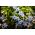 Ipheion - Ifejon - Uniflorum - 10 szt.