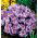 Krokus King of the Striped - 10 szt.