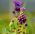 Szafirek miękkolistny - Muscari Comosum - 5 szt.