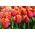 Tulipan Annie Schilder - opak. 5 szt.