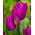 Tulipan Purple Bouquet - opak. 5 szt.