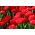 Tulipan Abba - opak. 5 szt.