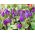 Tulipan Baby Blue - opak. 5 szt.