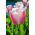 Tulipan Beau Monde - opak. 5 szt.