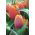 Tulipan Brown Sugar - opak. 5 szt.