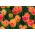 Tulipan Candy Corner - opak. 5 szt.