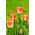 Tulipan Candy Corner - opak. 5 szt.