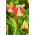 Tulipan Candy Corner - opak. 5 szt.