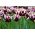 Tulipan Chansonette - opak. 5 szt.