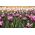 Tulipan Chansonette - opak. 5 szt.
