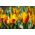 Tulipan Chrysantha - opak. 5 szt.