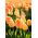 Tulipan Daydream - opak. 5 szt.
