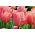 Tulipan Dragon King - opak. 5 szt.