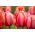 Tulipan Dragon King - opak. 5 szt.
