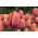 Tulipan Dragon King - opak. 5 szt.