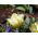 Tulipan Exotic Emperor - opak. 5 szt.