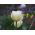 Tulipan Exotic Emperor - opak. 5 szt.