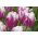 Tulipan Flaming Club - opak. 5 szt.