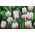 Tulipan Flaming Flag - opak. 5 szt.