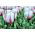 Tulipan Flaming Flag - opak. 5 szt.