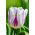 Tulipan Flaming Flag - opak. 5 szt.