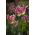 Tulipan Florosa - opak. 5 szt.
