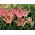 Tulipan Florosa - opak. 5 szt.