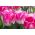 Tulipan Innuendo - opak. 5 szt.