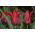 Tulipan Lasting Love - opak. 5 szt.