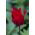 Tulipan Lasting Love - opak. 5 szt.