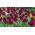 Tulipan Lasting Love - opak. 5 szt.