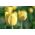 Tulipan Lemon Giant - opak. 5 szt.