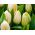 Tulipan Lemon Giant - opak. 5 szt.