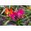 Tulipan Little Beauty - opak. 5 szt.