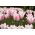 Tulipan Miss Elegance - opak. 5 szt.