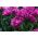 Tulipan Negrita Double - opak. 5 szt.