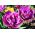 Tulipan Negrita Double - opak. 5 szt.