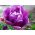 Tulipan Negrita Double - opak. 5 szt.